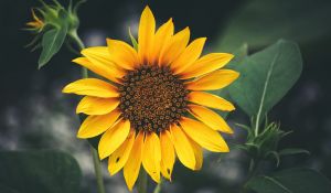 sunflower_blooming