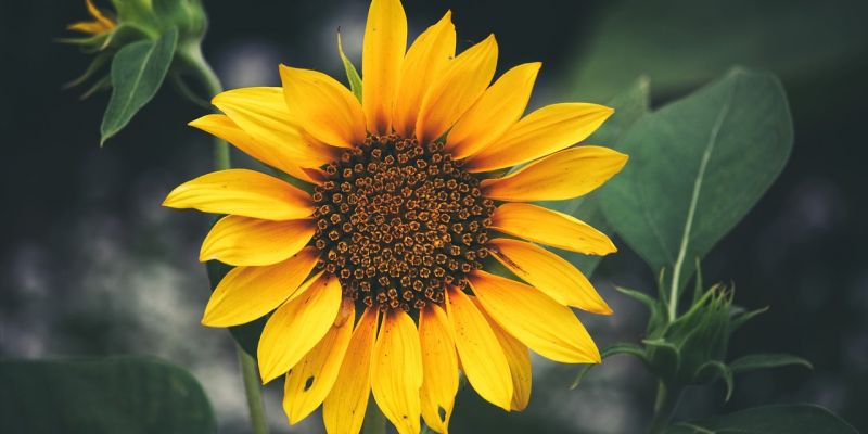 sunflower_blooming