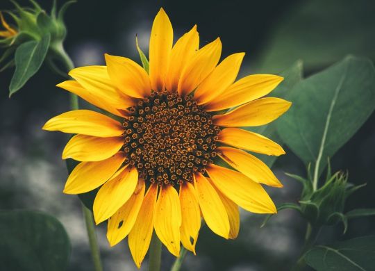 sunflower_blooming