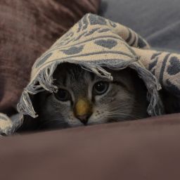 cat-hiding